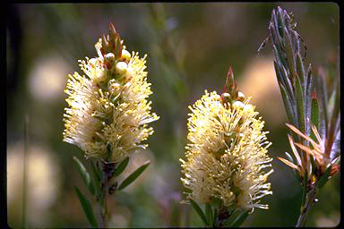 APII jpeg image of Callistemon pityoides  © contact APII