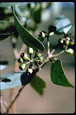 APII jpeg image of Eucalyptus gillii  © contact APII