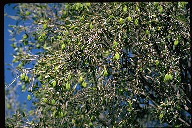 APII jpeg image of Flindersia maculosa  © contact APII