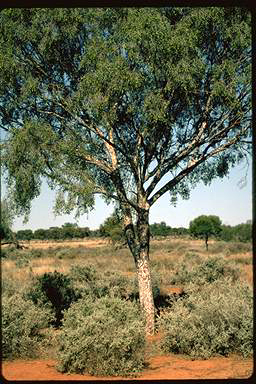 APII jpeg image of Flindersia maculosa  © contact APII