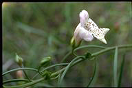 Eremophila bignoniiflora x polyclada - click for larger image