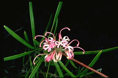 APII jpeg image of Grevillea humilis subsp. lucens  © contact APII