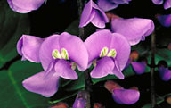 Hardenbergia comptoniana - click for larger image