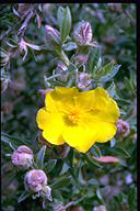 Hibbertia kaputarensis - click for larger image