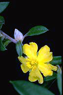 Hibbertia saligna - click for larger image