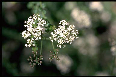 APII jpeg image of Platysace clelandii  © contact APII