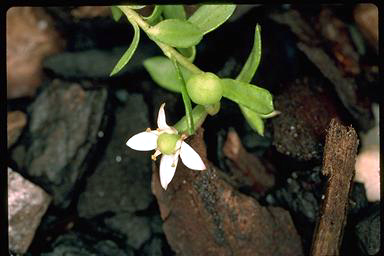 APII jpeg image of Rhytidosporum alpinum  © contact APII