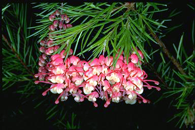 APII jpeg image of Grevillea rosmarinifolia 'Rosy Posy'  © contact APII