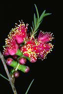 Melaleuca 'Hot Pink' - click for larger image