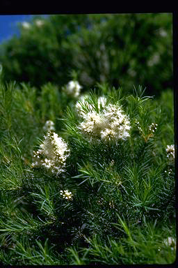 APII jpeg image of Melaleuca alternifolia  © contact APII