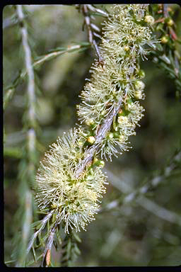 APII jpeg image of Melaleuca brevifolia  © contact APII