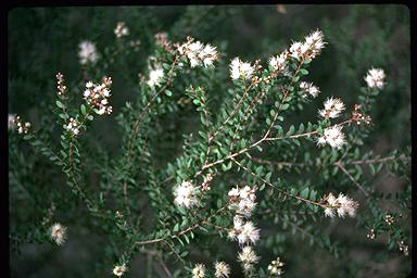 APII jpeg image of Melaleuca cheelii  © contact APII