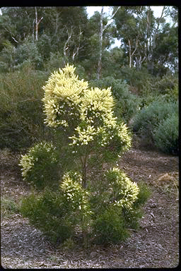 APII jpeg image of Melaleuca decora  © contact APII