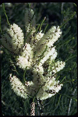 APII jpeg image of Melaleuca huegelii subsp. huegelii  © contact APII