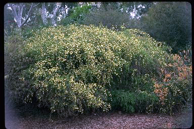 APII jpeg image of Melaleuca tenella  © contact APII