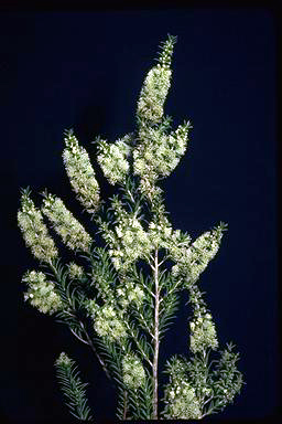 APII jpeg image of Melaleuca lanceolata  © contact APII