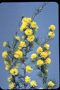 APII jpeg image of Melaleuca pungens  © contact APII