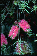 Melaleuca radula - click for larger image