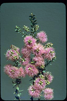 APII jpeg image of Melaleuca spicigera  © contact APII