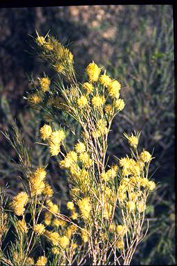 APII jpeg image of Melaleuca uncinata  © contact APII