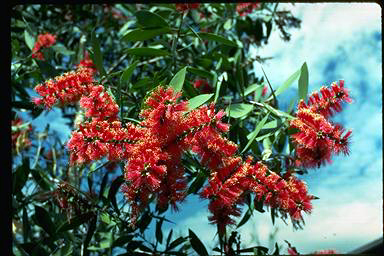 APII jpeg image of Melaleuca viridiflora  © contact APII