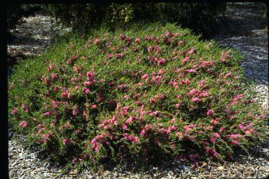 APII jpeg image of Melaleuca wilsonii  © contact APII