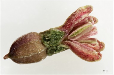 APII jpeg image of Gonocarpus micranthus  © contact APII