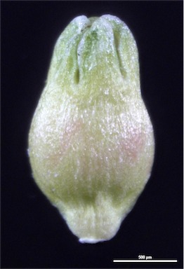 APII jpeg image of Asperula conferta  © contact APII