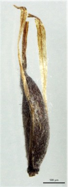 APII jpeg image of Cyperus lucidus  © contact APII
