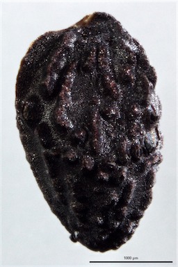 APII jpeg image of Boronia anethifolia  © contact APII