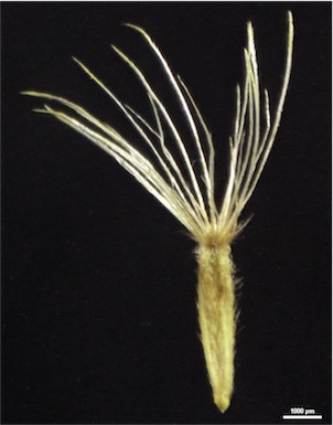 APII jpeg image of Celmisia sericophylla  © contact APII