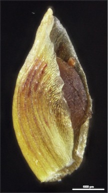 APII jpeg image of Isolepis marginata  © contact APII