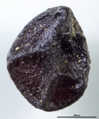 APII jpeg image of Pittosporum rubiginosum  © contact APII