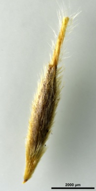 APII jpeg image of Austrostipa densiflora  © contact APII