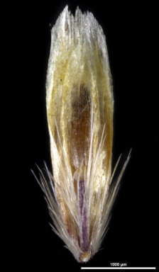 APII jpeg image of Deschampsia cespitosa  © contact APII