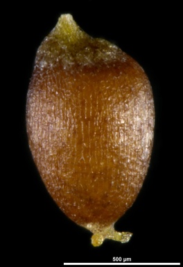 APII jpeg image of Eragrostis eriopoda  © contact APII