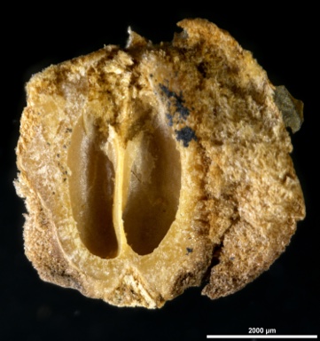 APII jpeg image of Eremophila serrulata  © contact APII