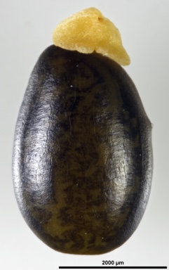 APII jpeg image of Petalostylis labicheoides  © contact APII