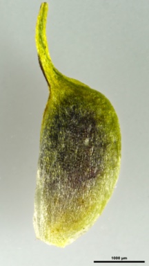 APII jpeg image of Ranunculus niphophilus  © contact APII