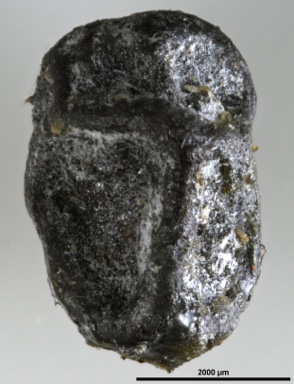 APII jpeg image of Pittosporum tenuifolium  © contact APII