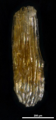 APII jpeg image of Prasophyllum tadgellianum  © contact APII