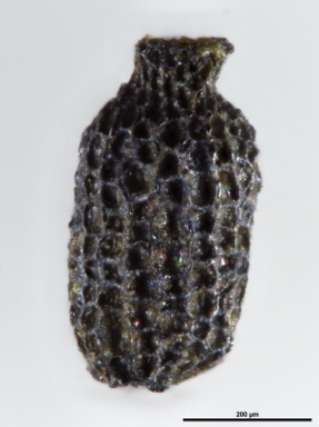 APII jpeg image of Drosera auriculata  © contact APII