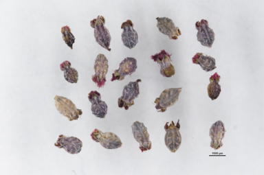 APII jpeg image of Gonocarpus tetragynus  © contact APII