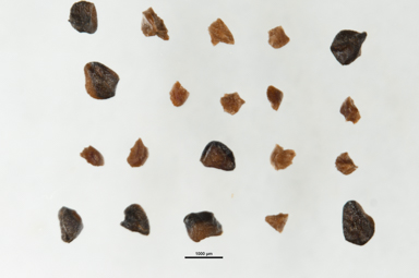 APII jpeg image of Melaleuca parviceps  © contact APII