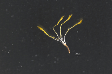 APII jpeg image of Chrysocephalum apiculatum  © contact APII