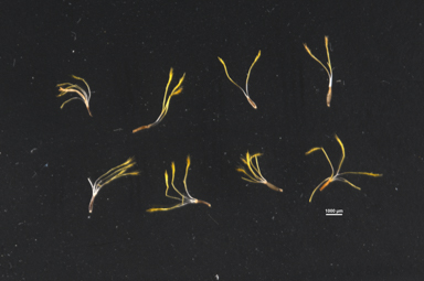 APII jpeg image of Chrysocephalum apiculatum  © contact APII