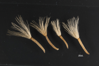 APII jpeg image of Celmisia sp. Pulchella (M.Gray & C.Totterdell 7079)  © contact APII