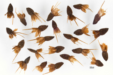 APII jpeg image of Calotis glandulosa  © contact APII