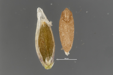 APII jpeg image of Agrostis muelleriana  © contact APII