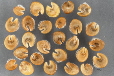 APII jpeg image of Malvastrum americanum  © contact APII